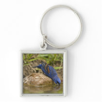 Blue Grosbeak drinking at backyard pond, Keychain