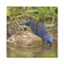 Blue Grosbeak drinking at backyard pond, Fridge Magnet