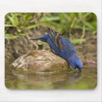 Blue Grosbeak drinking at backyard pond, Mousepads