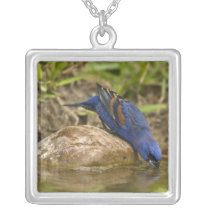 Blue Grosbeak drinking at backyard pond, Personalized Necklace