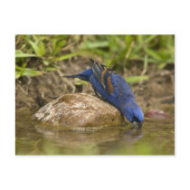 Blue Grosbeak drinking at backyard pond, Post Cards