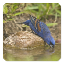 Blue Grosbeak drinking at backyard pond, Square Stickers