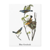 Blue Grosbeak John James Audubon Postcard