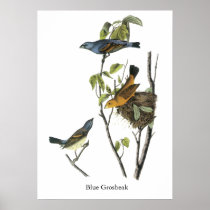 Blue Grosbeak John James Audubon Poster