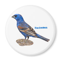 Blue Grosbeak Magnets