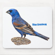 Blue Grosbeak Mouse Pad