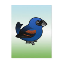 Blue Grosbeak