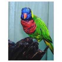 blue head parrot letterhead