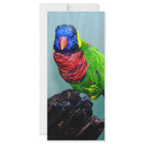 blue head parrot rack cards by BrianLemburg blue head parrot rack cards