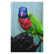 blue head parrot stationery by BrianLemburg blue head parrot stationery