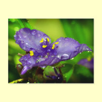 Blue heaven postcards