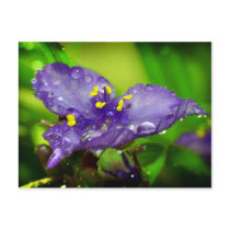 Blue heaven postcards