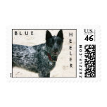 Blue Heeler Postage Stamp