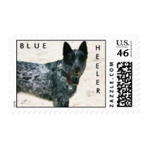 Blue Heeler Postage Stamp