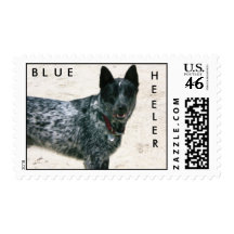 Blue Heeler Postage Stamp