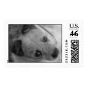 Blue Heeler Stamp