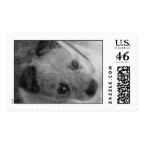 Blue Heeler Stamp