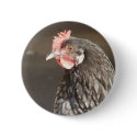 Blue Hen buttons