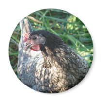 Blue Hen Fridge Magnet