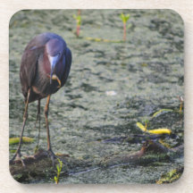 Blue Heron At Breakfast Beverage Coaster