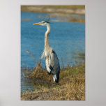 Blue Heron at Pond Print