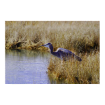 Blue Heron Awaiting Dinner posters