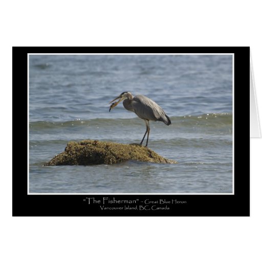 blue heron greeting card