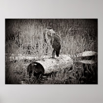 Blue Heron Photograph - Black and White Poster