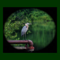 Blue Heron Posing Nature Poster posters