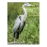 Blue Heron Post Cards