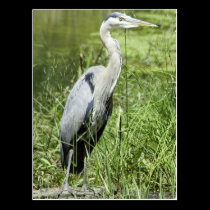 Blue Heron postcards