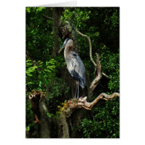 Blue Heron Postcard