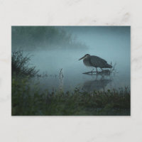 Blue Heron Postcard