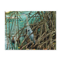 Blue Heron postcards by BettyCruz Blue Heron postcards