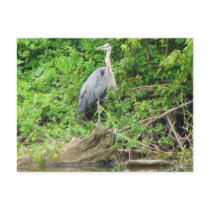 Blue Heron postcards