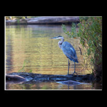 Blue Heron Postcard postcards
