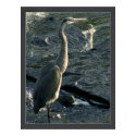 Blue Heron posters