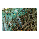 Blue Heron