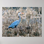 Blue Heron posters