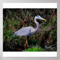 Blue Heron Posters