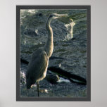 Blue Heron posters