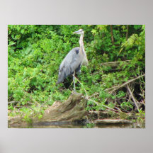 Blue Heron Posters