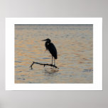 Blue Heron-Print