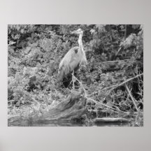 Blue Heron Print