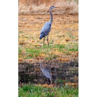 Blue Heron Reflection print