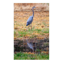 Blue Heron Reflection posters