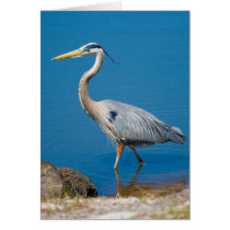 Blue Heron Wading Card