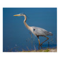 Blue Heron Wading Print