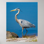 Blue Heron Wading Print