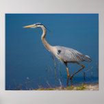 Blue Heron Wading Print